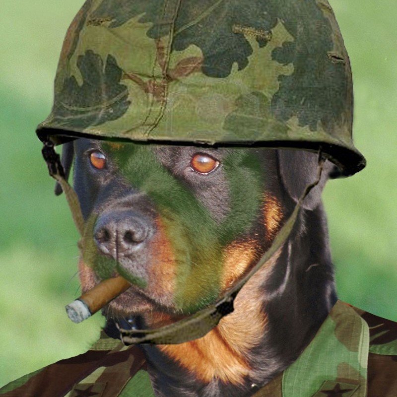 The Doggo 2: World War Dog